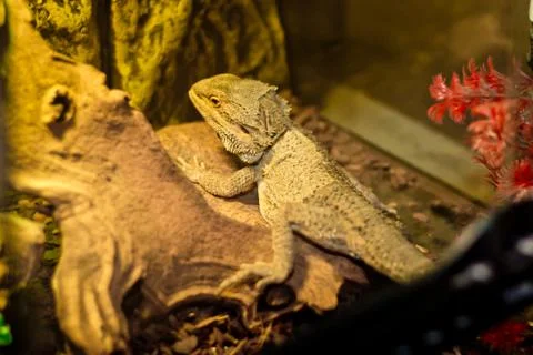 Varan in the terrarium Stock Photos