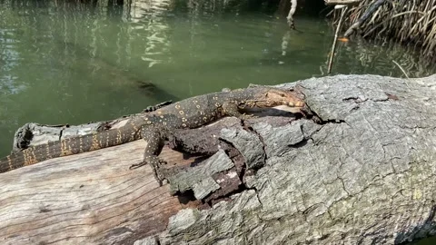 A varan in trees of Beruwala Video stock 178581577