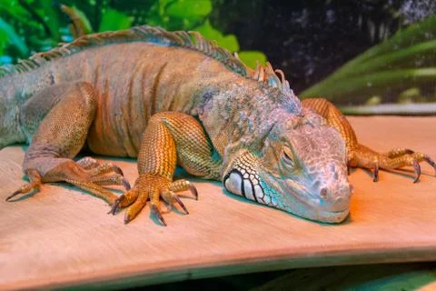 Varan warms up Stock Photos