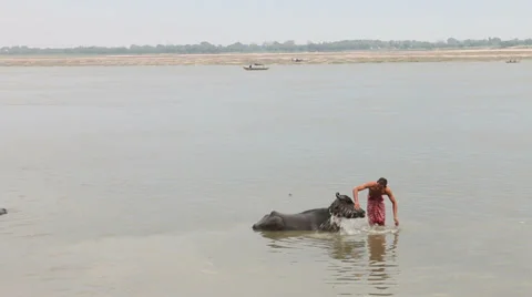Varanasi-bathing cows in ganges Stock Footage 37627385