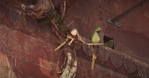 Varanasi, Uttar Pradesh, India. Two rose-ringed parakeets siting together on old 库存影片 276382588