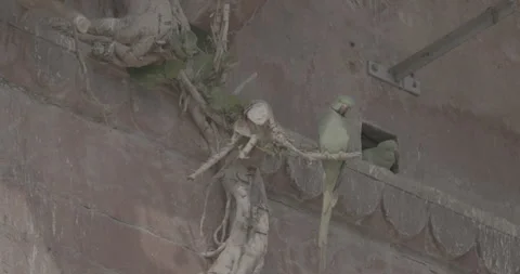Varanasi, Uttar Pradesh, India. Two rose-ringed parakeets siting together on old 動画素材 280903880