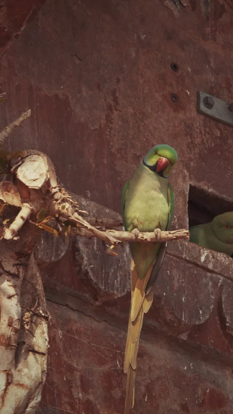 Varanasi, Uttar Pradesh, India. Two rose-ringed parakeets siting together on old 動画素材 309942626