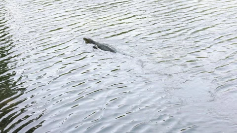 Varane explore city pond as it swims gracefully. Stock Footage 305773043