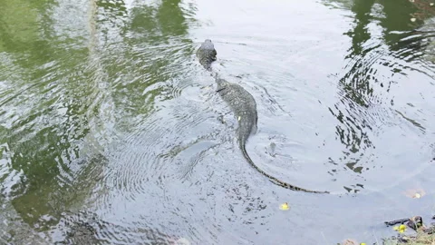 Varane lizard gracefully swims in tranquil city pond during sunny park day. Stock Footage 306575020