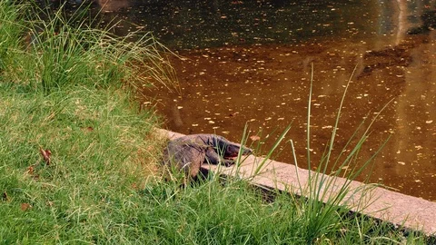 Varans lying by the river on a sunny day Video stock 101417873