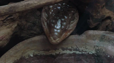 Varanus 02 Video stock 25859264