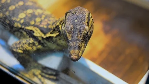 Varanus Stock Footage 78192716