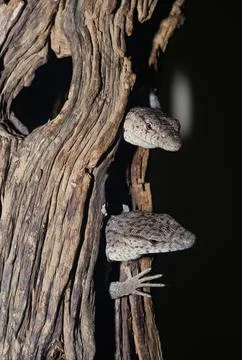Varanus gilleni Stock Photos