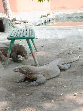 Varanus komodoensis Stock Photos