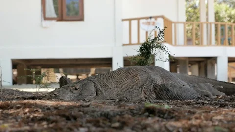 Varanus komodoensis - Varan Comodo Stock Footage 103605381