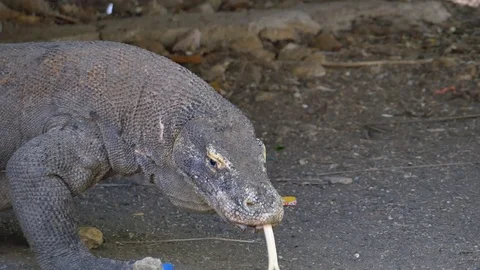 Varanus komodoensis - Varan Comodo Stock Footage 103605424