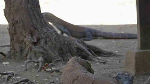 Varanus komodoensis - Varan Comodo Stock Footage 103605427