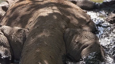 Varanus komodoensis - Varan Comodo Stock Footage 103605433
