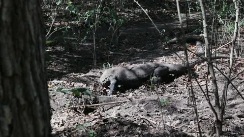Varanus komodoensis - Varan Comodo Stock Footage 103605440