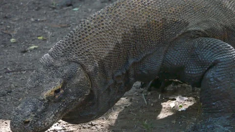 Varanus komodoensis - Varan Comodo Stock Footage 103605517