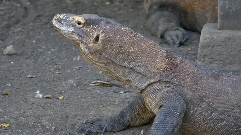 Varanus komodoensis - Varan Comodo Stock Footage 103605518