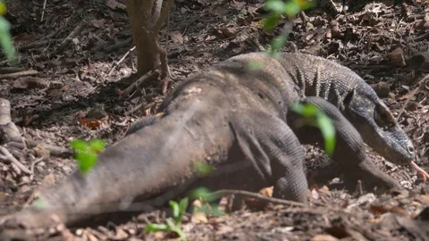 Varanus komodoensis - Varan Comodo Stock Footage 103605572
