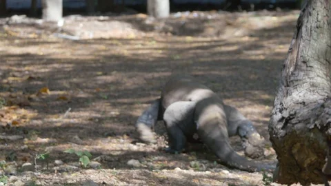 Varanus komodoensis - Varan Comodo Stock Footage 103605597