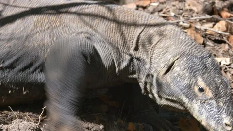 Varanus komodoensis - Varan Comodo Stock Footage 103605600