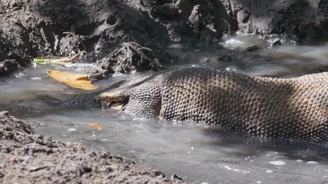 Varanus komodoensis - Varan Comodo Stock Footage 103605606