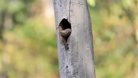Varanus lizard peeks from a tree hollow, its intricate scales catching Stock Footage 303825488