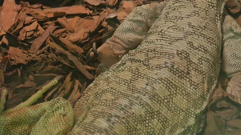 Varanus melinus or yellow spotted lizard Video stock 121804432