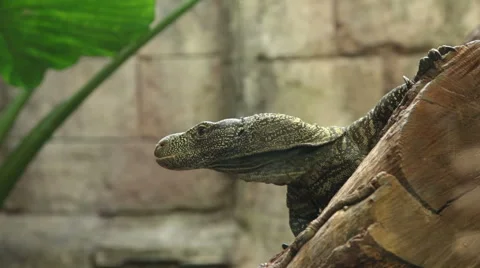 Varanus is relaxing on the tree Stock Footage 46373398