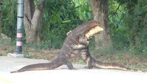 Varanus salvator is about to breed. Stock Footage 137958815