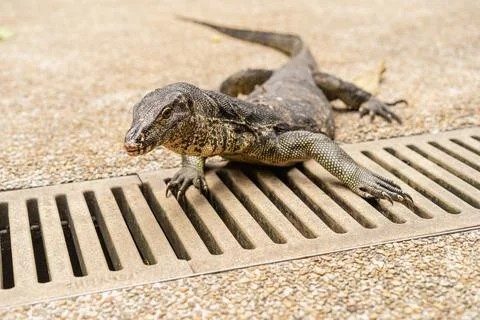 Varanus salvator is also known for common water monitor, large varanid lizard Stock Photos
