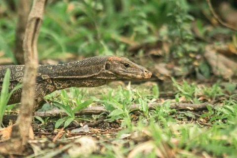 Varanus salvator crawls through the grass, foraging for food, Stock Photos