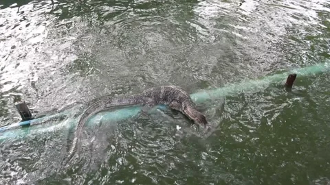 Varanus salvator eats food in water Stock Footage 220762048