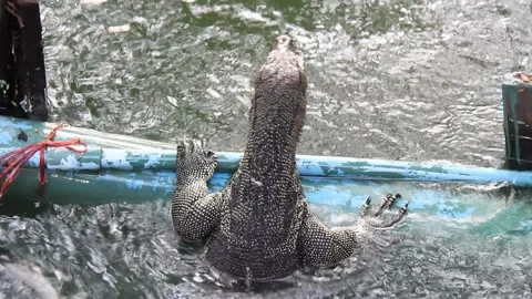 Varanus salvator eats food in water Stock Footage 220764770