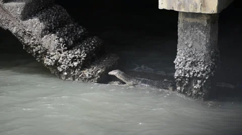 Varanus salvator 库存影片 33314942