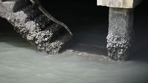 Varanus salvator Stock Footage 33315026