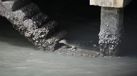 Varanus salvator 库存影片 33315234