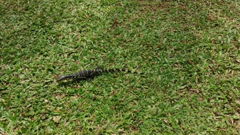 Varanus salvator. Stock Footage 103837841