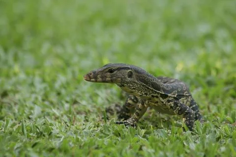 Varanus salvator on the grass Stock Photos