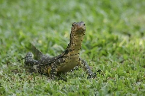 Varanus salvator on the grass Stock Photos