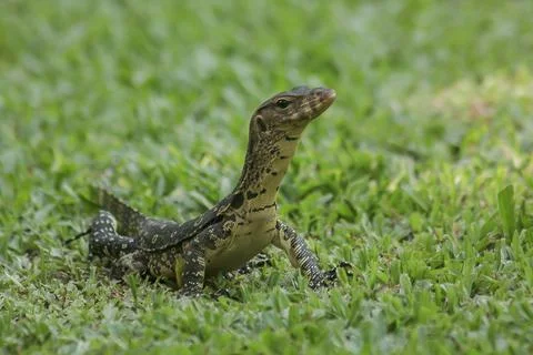 Varanus salvator on the grass Stock Photos