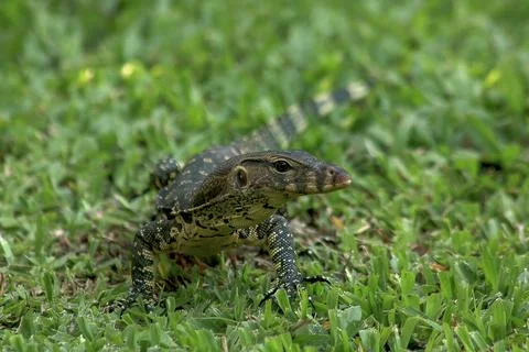 Varanus salvator on the grass Stock Photos
