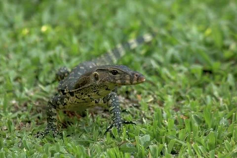 Varanus salvator on the grass Stock Photos