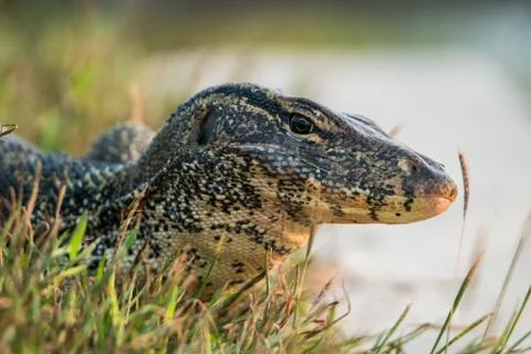 Varanus salvator on ground Stock Photos
