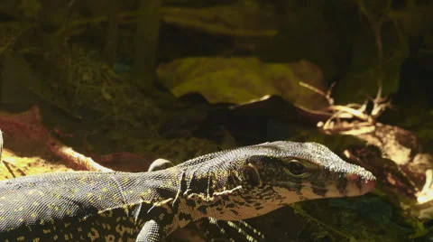 Varanus salvator macromaculatus Stock Footage