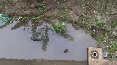 Varanus salvator or water lizard swimming Stock Footage 282627211