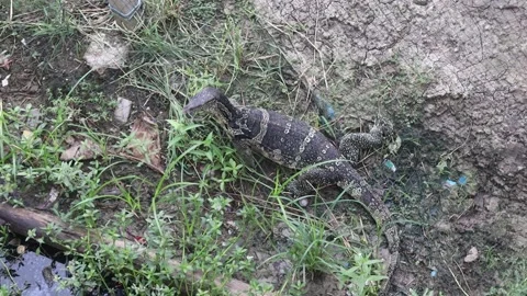 Varanus salvator or water lizard walks on the clay ground and small grass Stock Footage 282627743