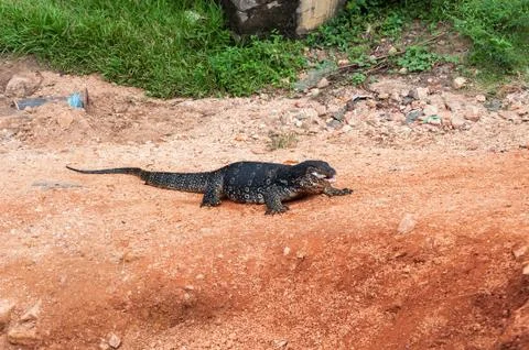 Varanus salvator Stock Photos