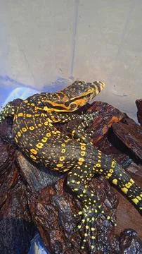 Varanus salvator Stock Photos