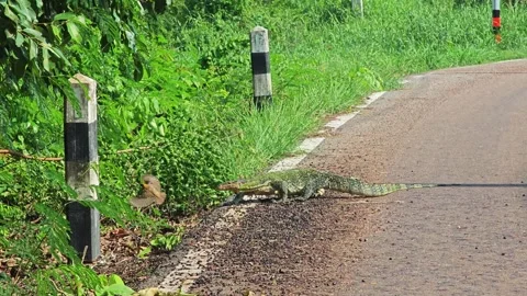 The varanus salvator running away. Stock Footage 310249346