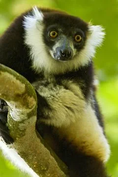 Vari, Black-and-white ruffed lemur, Varecia variegata Stock Photos